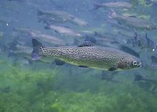 Close up of rainbow trout fish underwater oncorhynchus mykiss