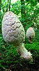 An egg-shaped mushroom with surface scales and forest as a backdrop