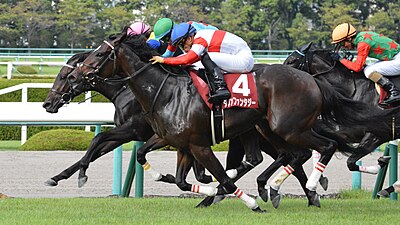 2019年冠軍「野田幻想」