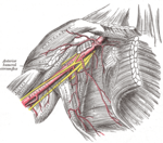 腋动脉及其分支，右上臂及胸部正面观。