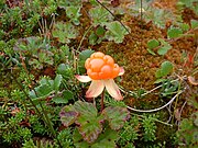 Rubus chamaemorus (cloudberry) Yakutia 22,500 YBP[26]