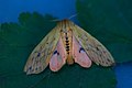 Isabella tiger moth with hindwings