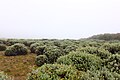 Javanese edelweiss field on Mount Papandayan