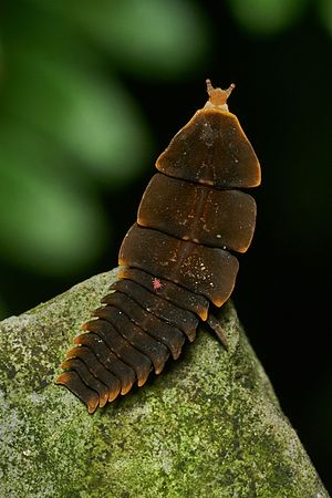 图为雌性三叶虫红萤（英语：Platerodrilus paradoxus）（学名：Platerodrilus paradoxus），该物种属于鞘翅目红萤科；同时其背部上附着着一只螨虫。