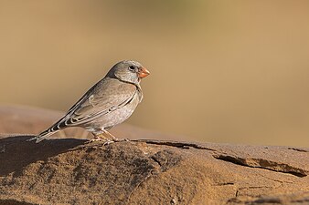 Male, B. g. crassirostris Rajasthan, India