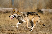 A photo of a Mexican wolf running
