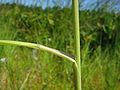 Leaf and vegetative parts