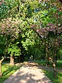 A path in the park