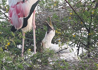 A young chick begs parent for food at nest