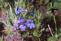 Flowers of Penstemon cyananthus