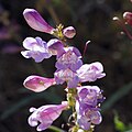 Flowers of Penstemon laevis