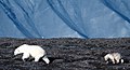 在斯瓦尔巴的一对母子北极熊