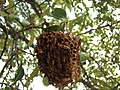 Polistes nest