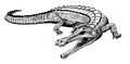 Sarcosuchus imperator