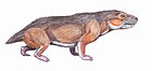 Microgomphodon oligocynus