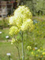 Thalictrum glaucum flowers