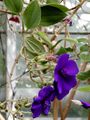 Tibouchina semidecandra