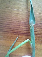 Ligule is short and blunt