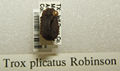 Trox plicatus