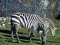 Zebras