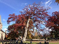 美国独立战争时代公墓中的北美白橡(2014新泽西州尤因镇（英语：Ewing Township, New Jersey）)