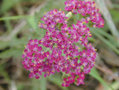 Yarrow (Achillea millefolium)