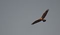 Marsh Harrier