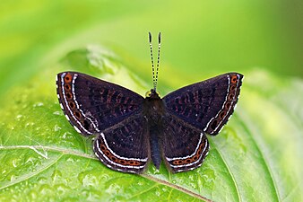 Detritivora barnesi Barnes' metalmark, Panama