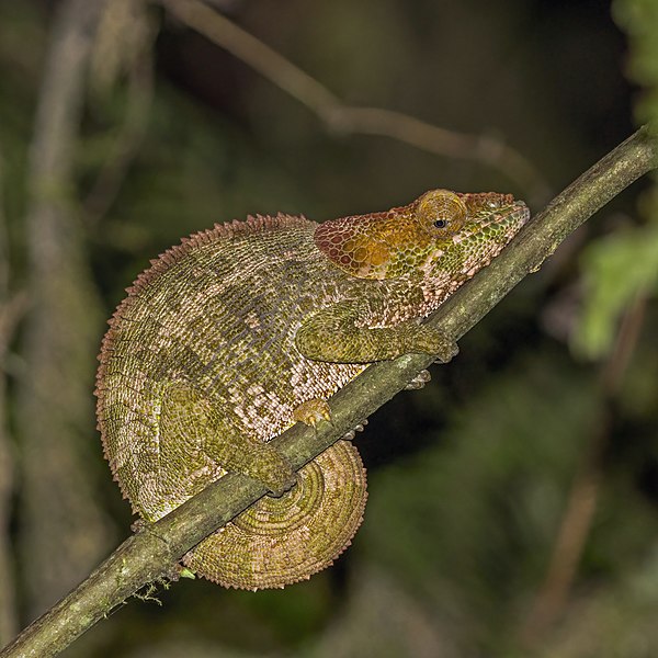 图为雌性的短鼻变色龙（Calumma crypticum），摄于马达加斯加的拉努马法纳国家公园。马达加斯加于1960年6月26日脱离法国并取得完全独立国地位。