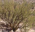 Bursera microphylla in the Sonoran Desert, Arizona, U.S.