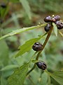 Cardamine bulbifera bulblets