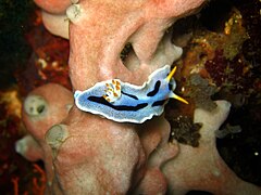 Chromodoris dianae from Verde Island, the Philippines