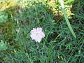 Dianthus gallicus flower