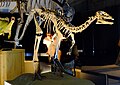 Doryosaurus altus skeleton.jpg