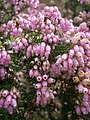 Erica terminalis close-up