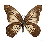 Museum specimen ♂ △ - Ventral side