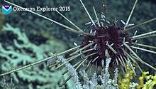 Histocidaris variabilis seen off Hawaii by NOAA Okeanos Explorer mission