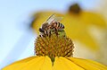 A hungry honey bee stops for a snack on a striking yellow Rudbeckia flower.