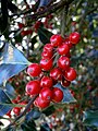 Ilex aquifolium fruits