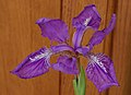 Iris tectorum 'Woolong'
