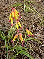 Lachenalia quadricolor