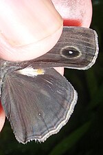 Brand on the upperside of the hindwing