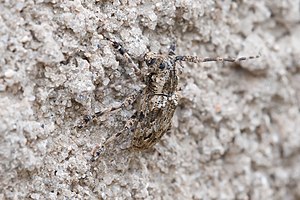 Chrysomeloidea Long horned beetle