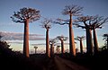 Baobabs in the succulent woodlands of Madagascar