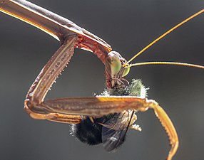 Mantis eating a bee by Linda Eyster