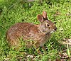 Sylvilagus palustris