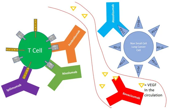 File:Monoclonal antibodies used in the treatment of non small cell lung cancer and their mechanism of action.webp