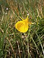 Narcissus bulbocodium close-up