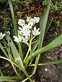 Ornithogalum balansae