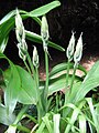 Ornithogalum nutans buds